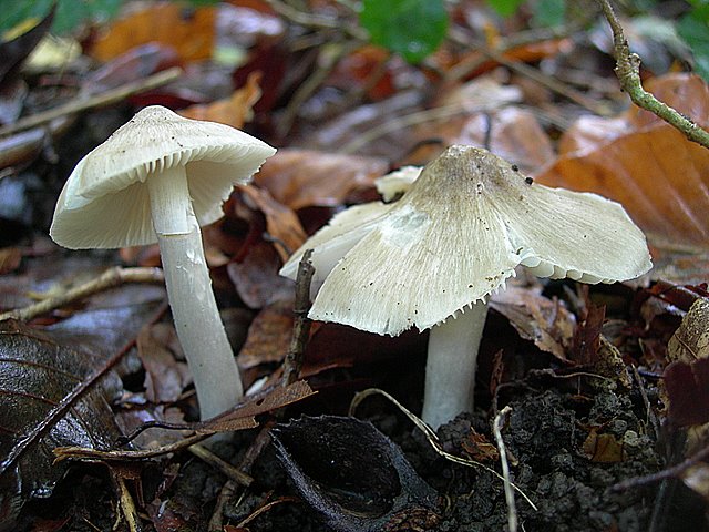 Hygrocybe  fornicata  (Fr.)   Singer